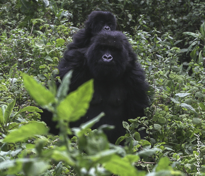 gorilla
